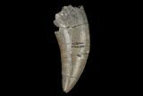 Serrated, Megalosaurid (Marshosaurus) Tooth - Colorado #177382-1